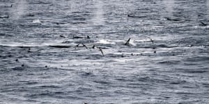 Whale feeding frenzy in Antarctica points to a conservation success