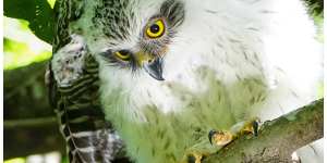 Powerful owls are classified as a vulnerable species in Queensland and NSW,and endangered in Victoria.