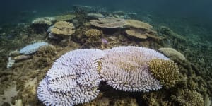 As WA coral bleaches,the warning signs can no longer be ignored