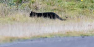 The hunt for big cats in Australia