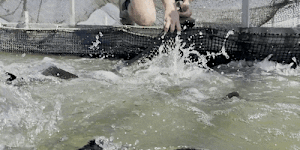 Salmon critics say fish farms should be on land. How it works for Murray cod
