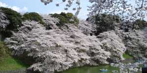 Cherry blossoms at the Imperial Palace in Tokyo.