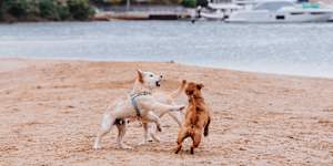 Dogs at Bay view dog park Rowland Reserve,Mona Vale. 