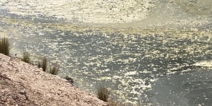 A third fish kill - and the second major one in three weeks - is unfolding on the Darling River at Menindee in far-western NSW.