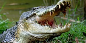 Man mauled by crocodile in Queensland's far north