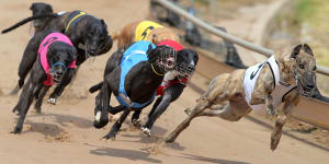 Greyhound trainers threaten boycott over prizemoney,‘unfair’ treatment