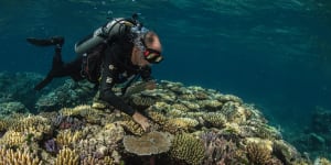 The'godfather of coral’ and Living Coral Biobank Project partner,Dr Charlie Veron,examines biodiversity on the reef. 