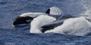 Apex predator:Killer whales hunt the largest animal on earth