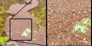 Floating ‘rafts’ of deadly fire ants pose growing threat to NSW