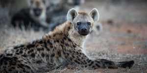 Wild dogs,or spotted hyena. 