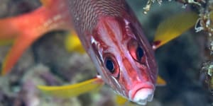 Light in the darkness:Fish with eyes that made scientists look twice