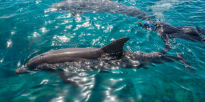 Queensland is the only state where dolphins can be bred for entertainment