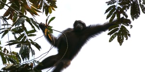 Chimps use branch to make ladder,escape Belfast Zoo