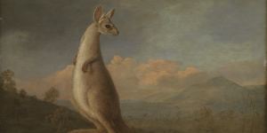 Kongouro from New Holland by George Stubbs. 