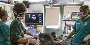 Kuma undergoes an ultrasound during her check-up.