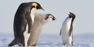Penguins rarely argue.