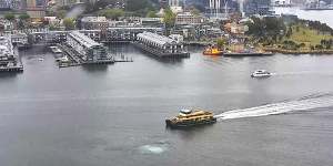 Giant bubbles rise to the water’s surface directly above a giant machine tunnelling under Sydney Harbour in September 2019.