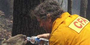 In this iconic image from the Black Saturday bushfires in 2009,firefighter David Tree shares his water with an injured koala rescued from the scene,later nicknamed Sam.