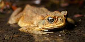 BRISBANE,QUEENSLAND,AUSTRALIA - 2021/09/19:Cane Toad (Rhinella marina) in a shallow pond in boondall wetlands. (Photo by Joshua Prieto/SOPA Images/LightRocket via Getty Images)