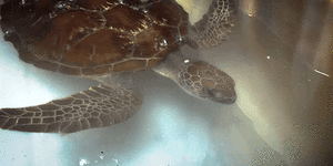 A sick turtle and a forgotten reef:The story that has become a social media sensation