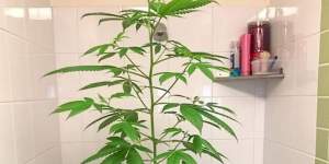 A marijuana plant photographed inside a Villawood Immigration Detention Centre cell,according to sources.