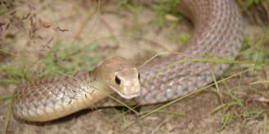 The snake was believed to be an eastern brown.