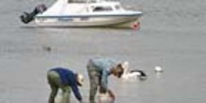 Anglers search for bait on the edge of Wilsons Promontory N.P.