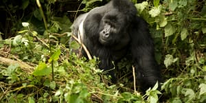 Twelve park rangers among 16 killed in Virunga National Park ambush