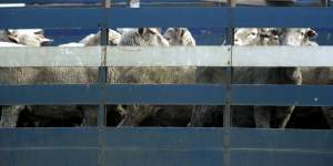 Ban on shipping live exports in summer months set to be relaxed