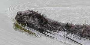 As the Arctic tundra has thawed,beavers have headed north and built dams,flooding ecosystems. 
