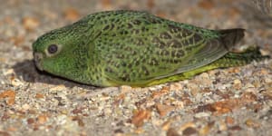 Rare night parrot photograph ‘gives us hope there are more out there’