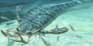 An artist’s impression of a species of Jaekelopterus,the largest type of sea scorpion that dominated ancient oceans as the apex predator like modern-day sharks.