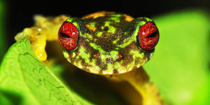 Threatened. Mossy red-eyed frog (Duellmanohyla soralia). 