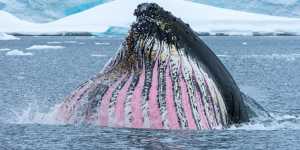 Humpback whales spend their summers in Antarctica enjoying the krill.
