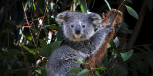 Federal government is investigating if the conservation status of koala needs to be upgraded to endangered.