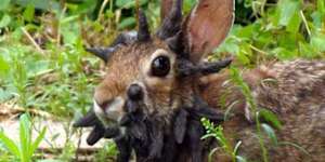 The growths don’t harm rabbits unless they grow on their eyes or mouths and interfere with their eating.
