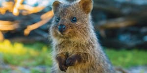 'They fight like little furry ninjas':The secret life of quokkas revealed in new film