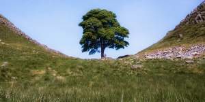 The loss of the 300-year-old Sycamore Gap tree on Hadrian’s Wall was mourned around the world.