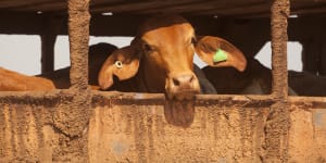Indonesia has suspended live cattle exports from a Darwin export yard. 