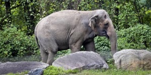 Happy,the elephant,isn’t a person,a top New York court rules