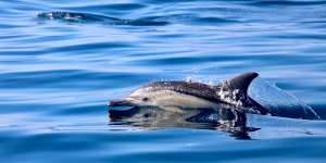 CoastXP … dolphins,seals and whales on show.