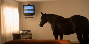 Art finds plenty of room in Motel California for migratory animals