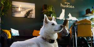 Coffee with a side of canine cuteness at Cafe Huskies.