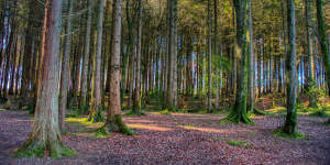 Forest bathing is often combined with sustainable,recycled accommodations.