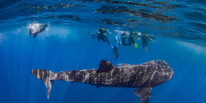 Swimming with a whale shark is one of the many appeals of a visit to Ningaloo.