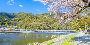 Blossom season at the Kamo River,near the Matsui brewery.