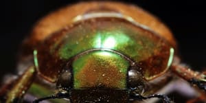 When was the last time you saw a Christmas beetle?