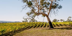 The Hunter,NSW:Time to revisit Australia's oldest wine region