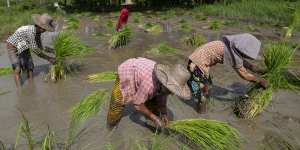 Women working in a paddy field in the Irrawaddy region of Myanmar in August. 