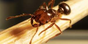 Fire ant colony has been found on Defence land west of Toowoomba,Queensland.